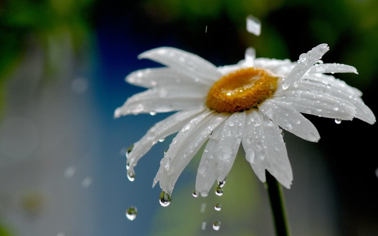 Ảnh đẹp hoa cúc trắng dưới mưa