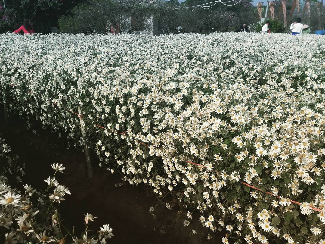 Hình ảnh hoa cúc trắng nở rộ