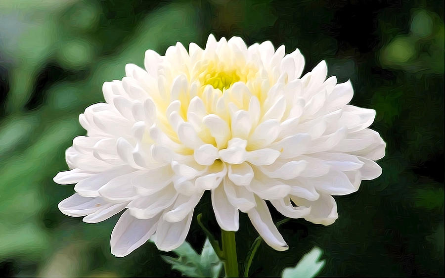 Hình ảnh hoa cúc trắng đẹp nhất