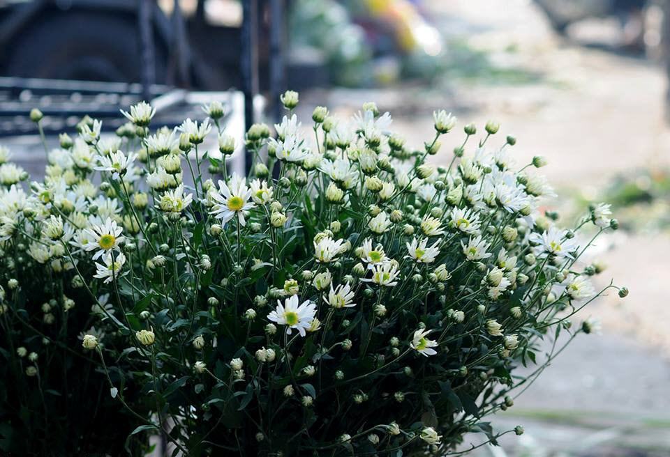 Hình ảnh hoa cúc trắng đẹp