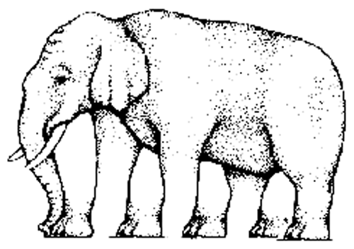 Con voi này có bao nhiêu chân?