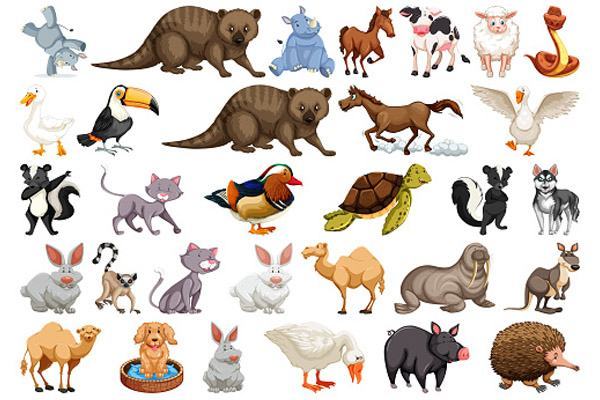 30 phút học từ vựng về tên động vật tiếng Anh nhanh dễ nhớ