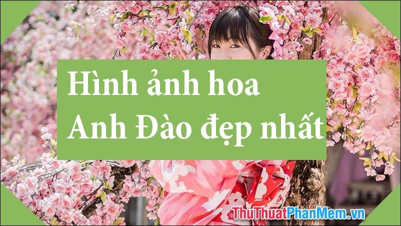 Hoa anh dao hinh anh: Hình ảnh những cánh hoa anh đào nở rộ trên khắp các đường phố Nhật Bản đang trở thành một trong những biểu tượng đẹp nhất của mùa Xuân. Gợi lên sự ngọt ngào và thơ mộng, hạnh phúc và tình yêu của người dân Nhật Bản. Hình ảnh này sẽ đưa bạn đến với một chuyến du hành đầy thú vị đến Nhật Bản ngay trong mùa nở hoa anh đào, cùng ngắm và thưởng ngoạn những bông hoa đẹp nhất trên thế giới.