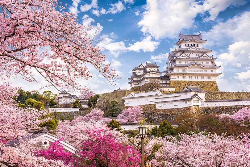 Du lịch khám phá vườn hoa anh đào Nhật Bản