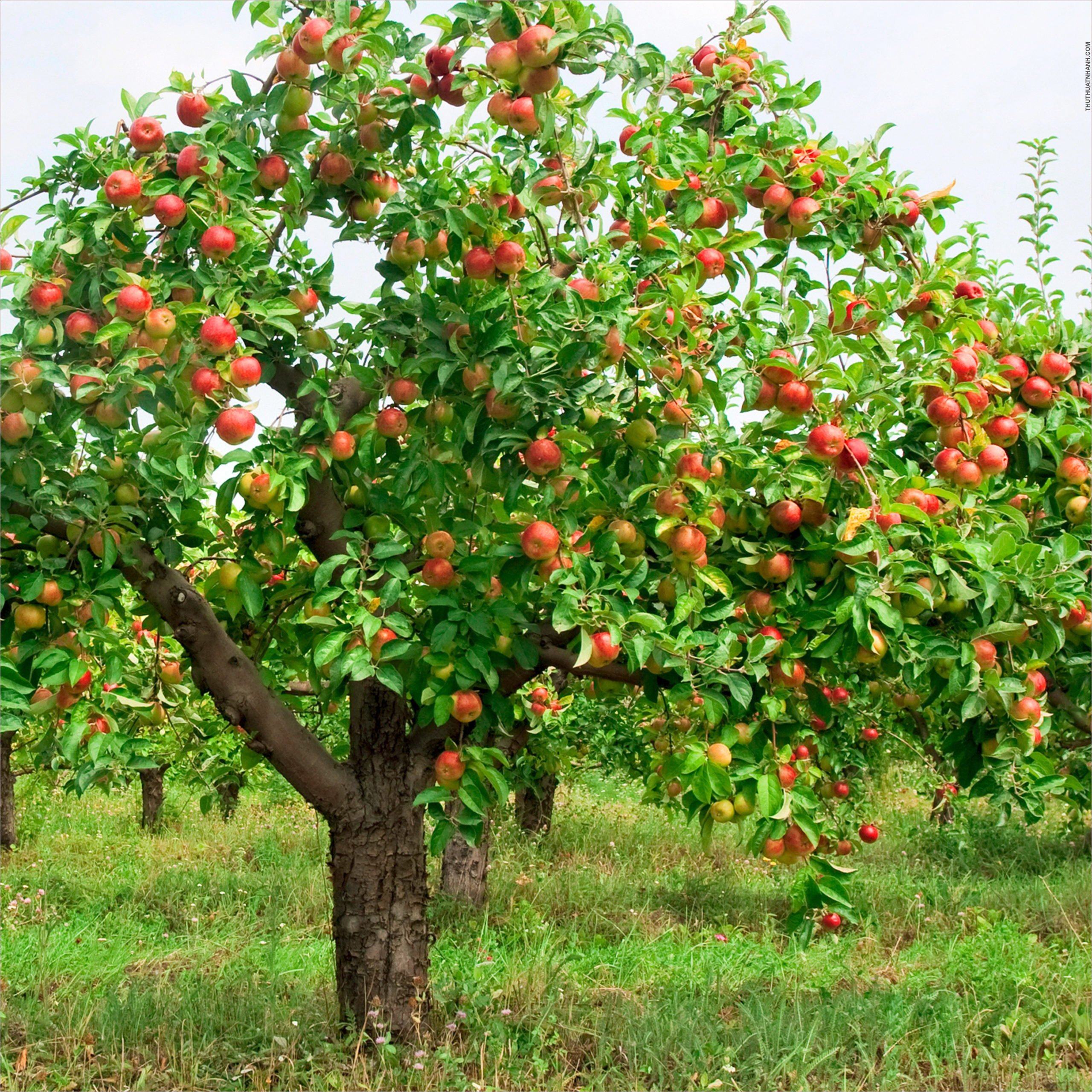 hình ảnh cây táo nghệ thuật