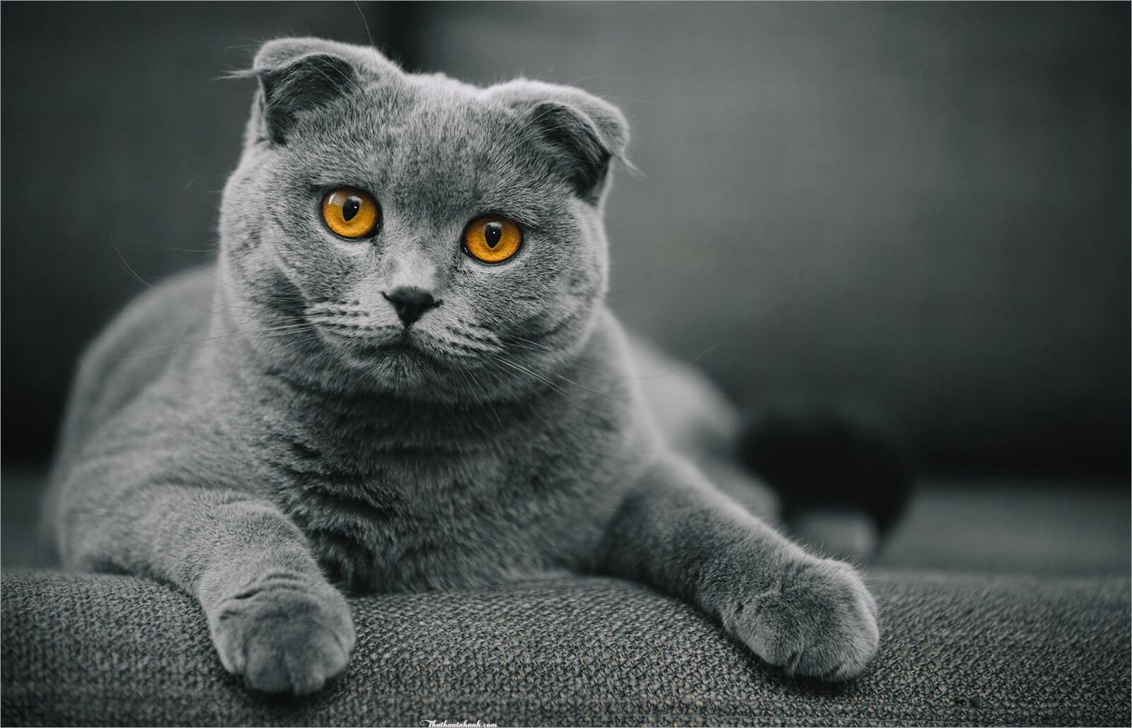 Ảnh Mèo Tai Cụp Xinh Đẹp, Cute, Đáng Yêu Siêu Đẳng - Trung Tâm Đào ...