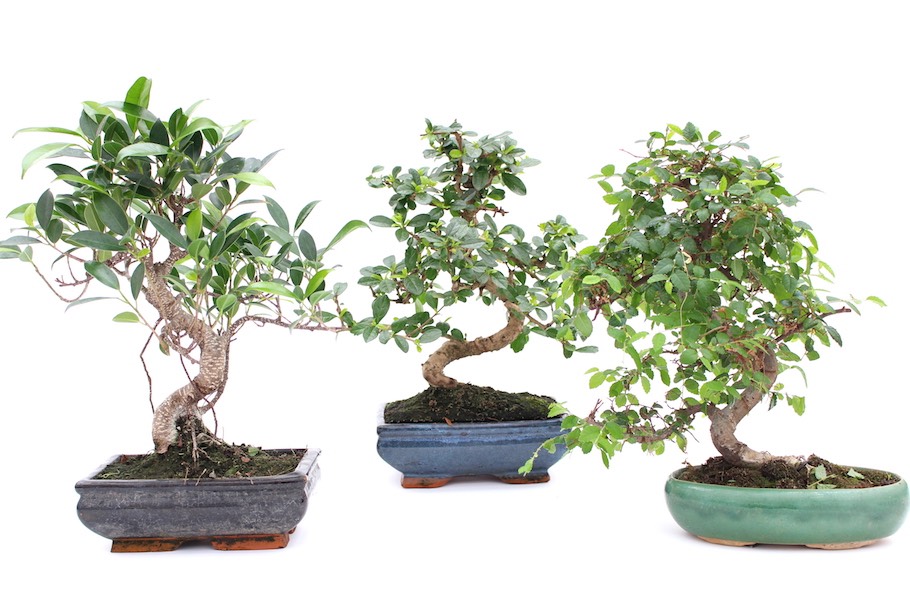 Những cây bonsai mini đẹp