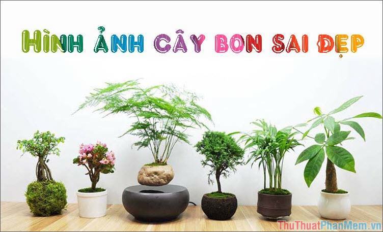 Cây bon sai đẹp – Tổng hợp hình ảnh cây bon sai đẹp nhất