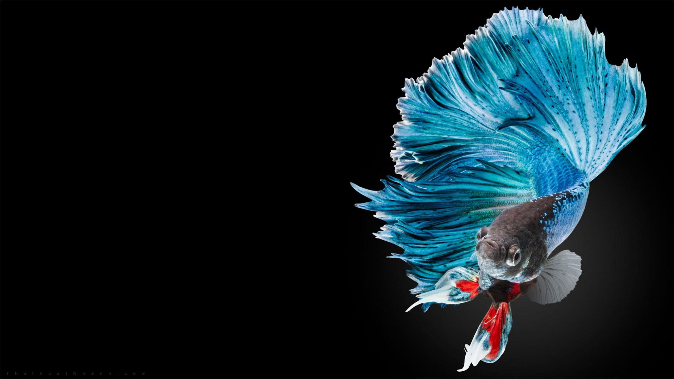 Cập nhật hơn 96 hình nền cá betta đẹp nhất tuyệt vời nhất  Tin học Đông Hòa