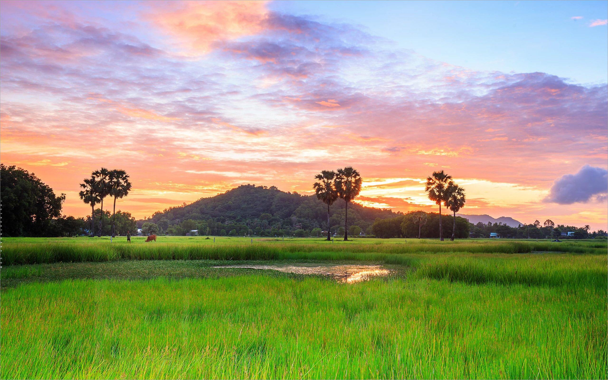 Hãy trang trí cho màn hình của mình những hình nền quê hương đẹp mắt nhất với những cánh đồng rộng lớn, những con đường lúa xanh ngắt và những bức tranh về cuộc sống người Việt trên đất mẹ.