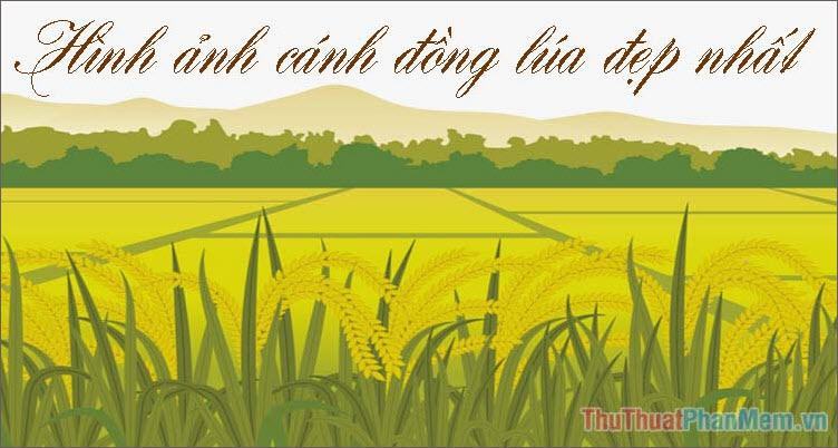 Hình ảnh đẹp cánh đồng lúa: Cùng chia sẻ niềm yêu đất nước và tôn vinh vẻ đẹp của đồng lúa Việt Nam qua bộ sưu tập hình ảnh đẹp cánh đồng lúa. Hình ảnh sống động và chân thực sẽ đưa bạn đến với những vườn lúa thơ mộng của quê hương ta.
