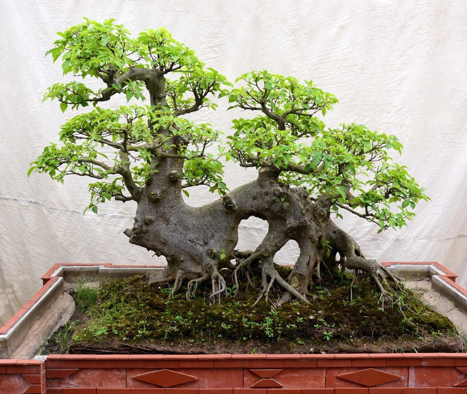 10 Cây cảnh bonsai đẹp nhất và cách chăm sóc cây bonsai đúng kỹ thuật