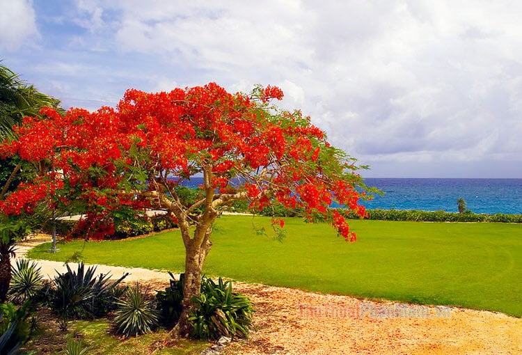 Hình ảnh cây phượng đỏ đẹp báo hiệu mùa hè sắp đến