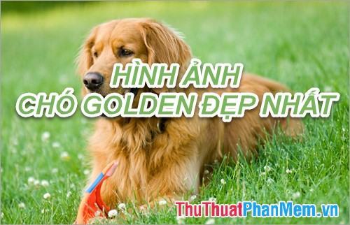 Hình ảnh chó Golden – Tổng hợp hình ảnh chó Golden đẹp nhất