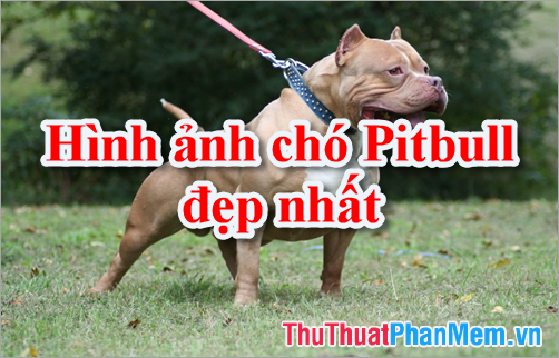 Hình ảnh chó Pitbull – Tổng hợp hình ảnh chó Pitbull đẹp nhất