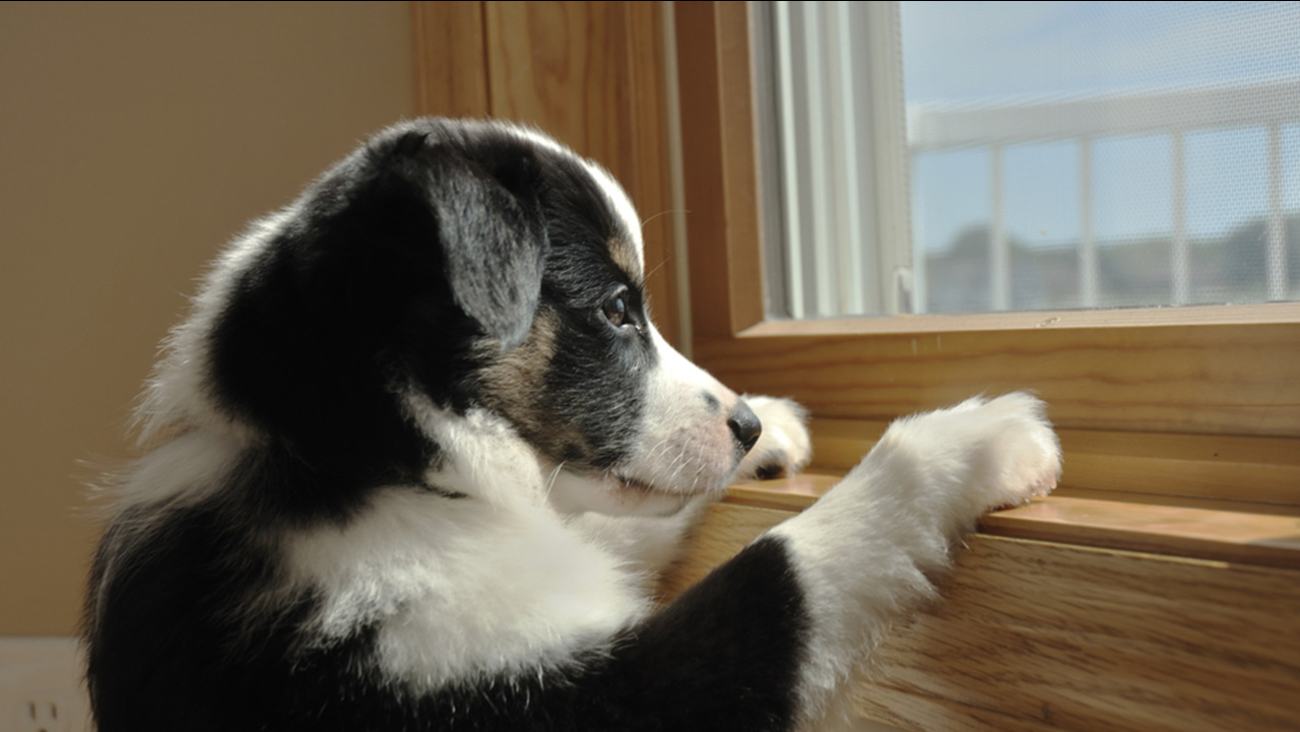 Hình ảnh chú chó trắng đen buồn bã nhìn ra ngoài cửa sổ