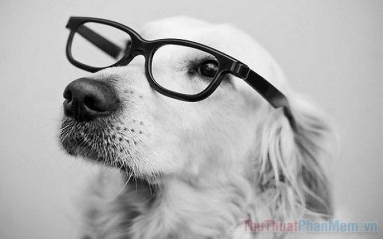 Nếu bạn yêu chó, bạn sẽ không muốn bỏ qua bức ảnh đáng yêu này với chú chó đeo kính siêu dễ thương. Không chỉ làm cho chú chó trông thông minh hơn, mà còn khiến cho trái tim của bạn được ấm áp hơn.