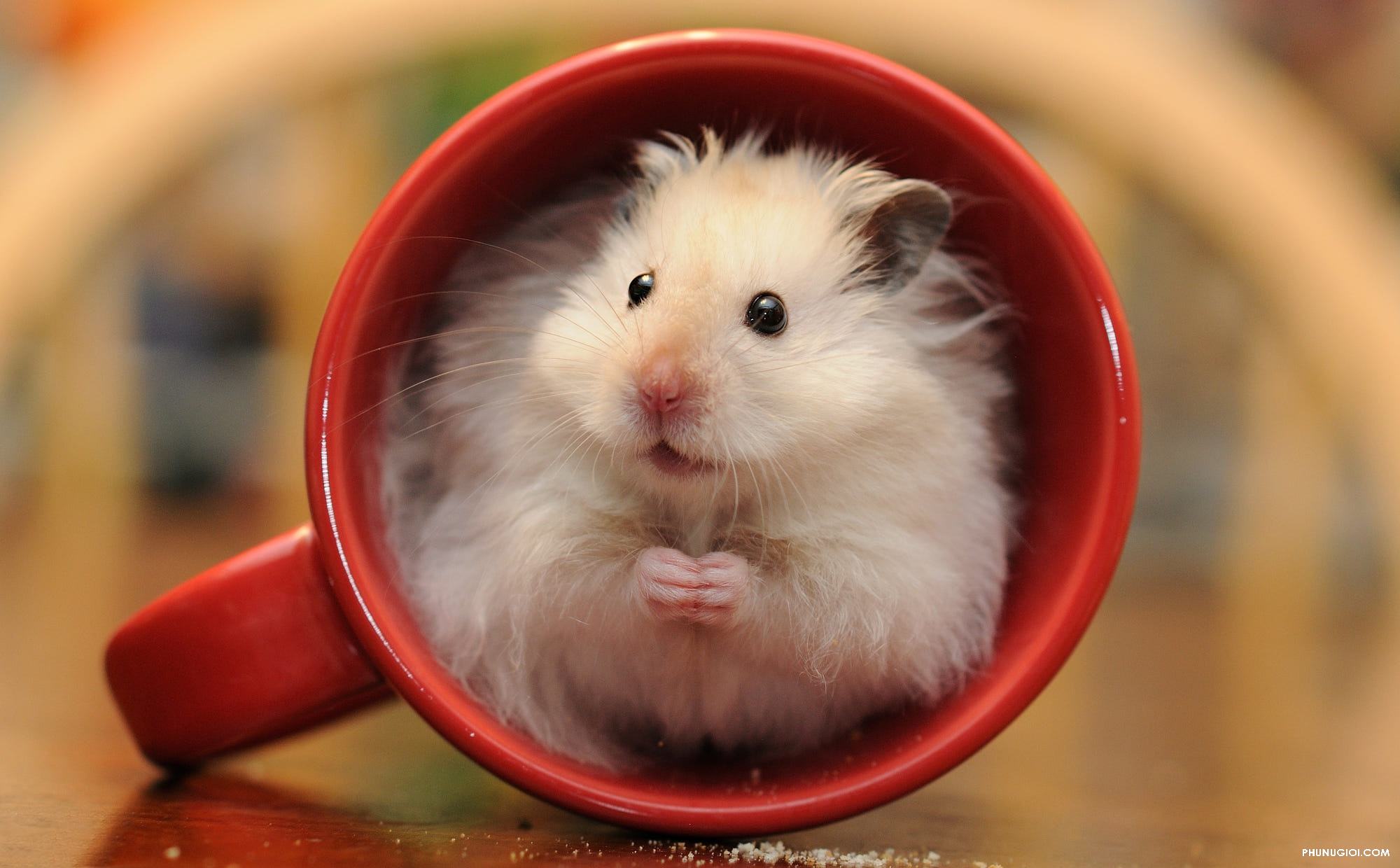hình ảnh chuột Hamster đáng yêu nhất
