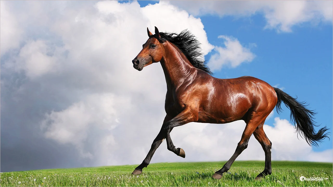 Hình ảnh con Ngựa đẹp, oai phong, mạnh mẽ nhất - Trung Tâm Đào Tạo ...