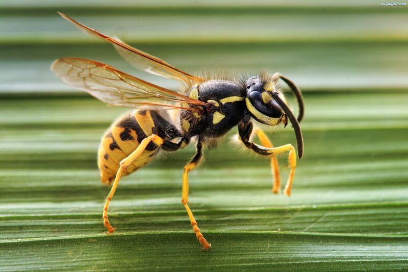 hình ảnh ong bắp cày