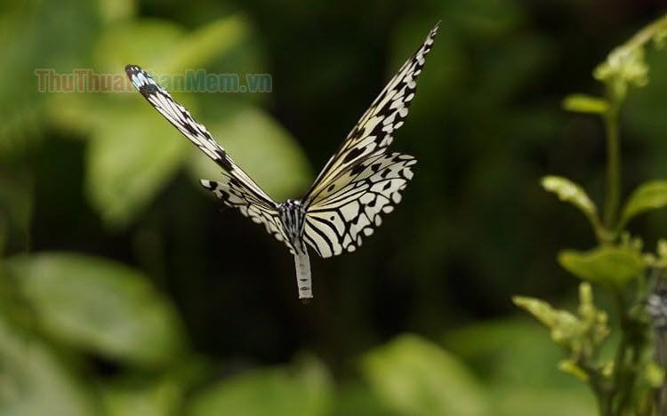 Hình ảnh con bướm đẹp nhất