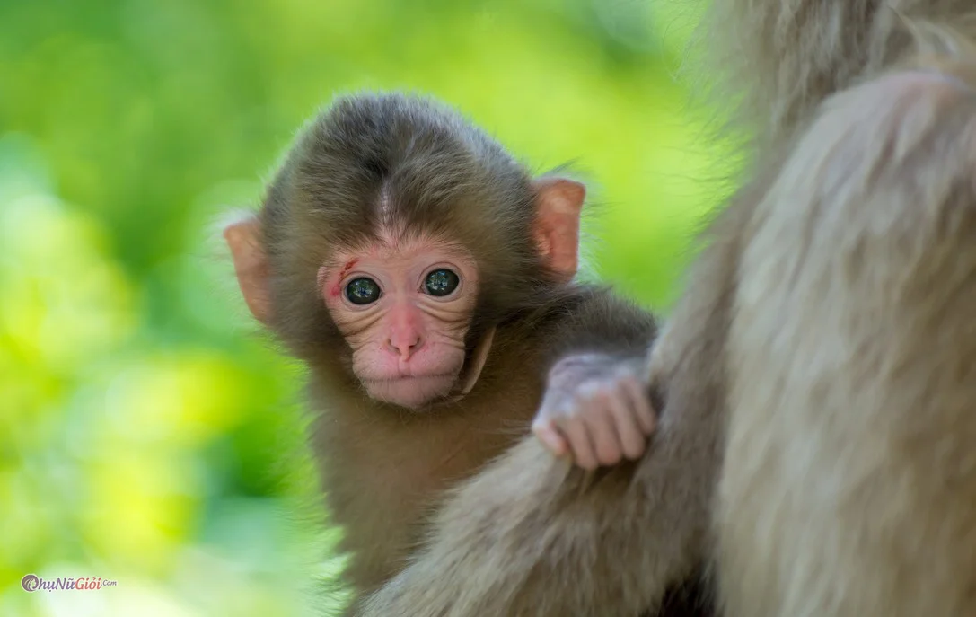 Trẻ Em Dễ Thương Nền Tảng Vững Chắc động Vật Khỉ Hình Nền Cho Tải Về Miễn  Phí  Pngtree
