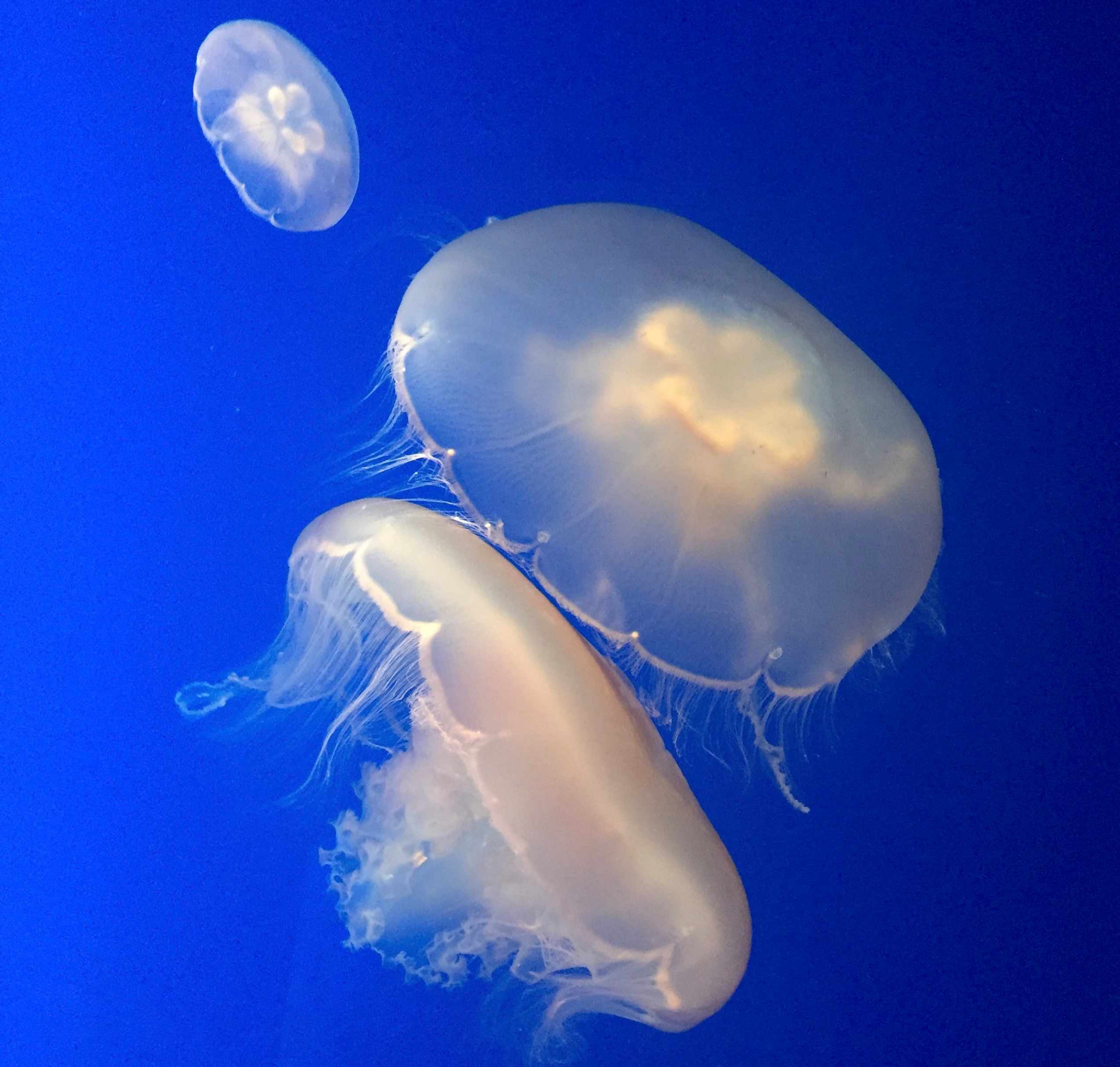 Hình ảnh sứa biển