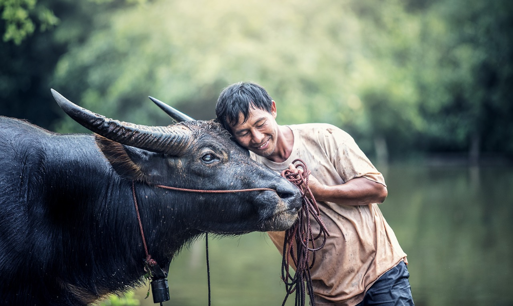 Hình ảnh con trâu và bác nông dân