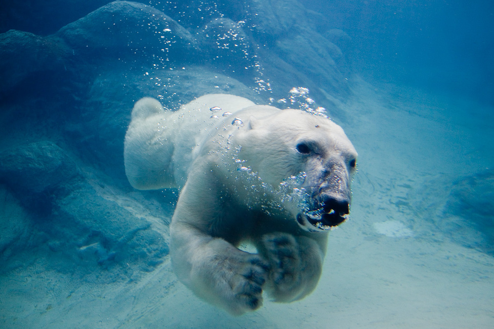 Hình ảnh đẹp về gấu bắc cực bơi dưới nước
