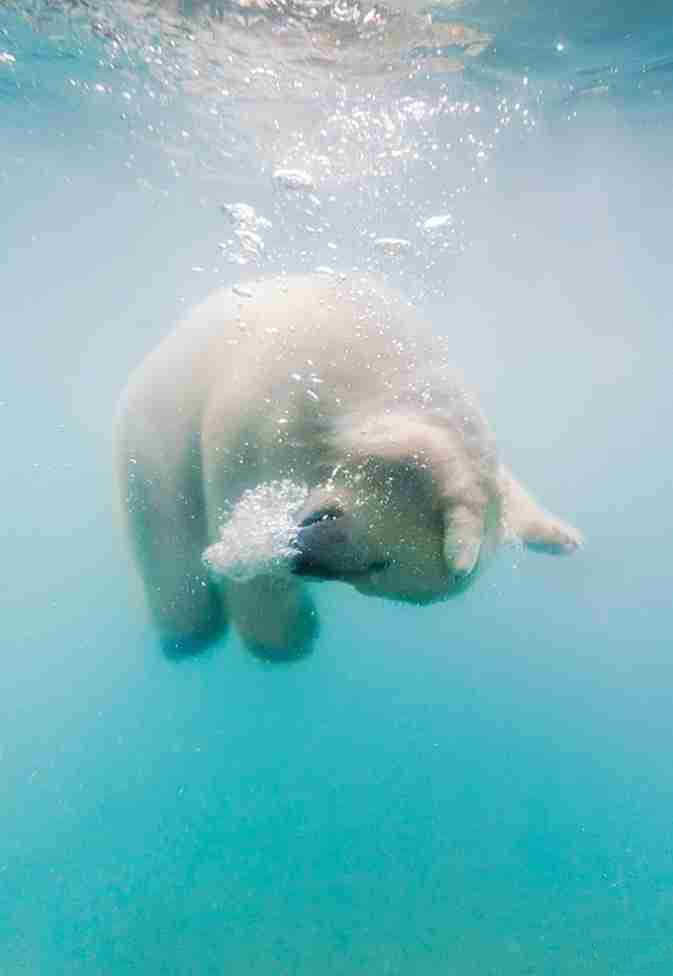 Hình ảnh gấu bắc cực bơi dưới nước
