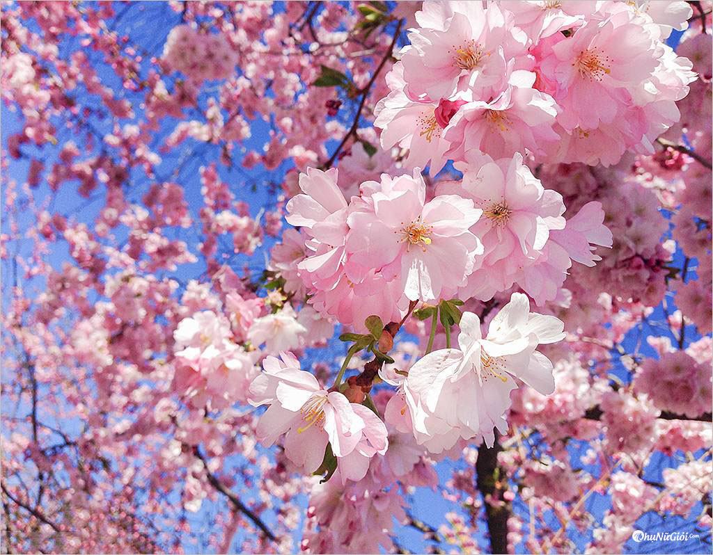 Hình ảnh Hoa anh đào Nhật Bản khoe sắc hồng rực rỡ  VOVVN