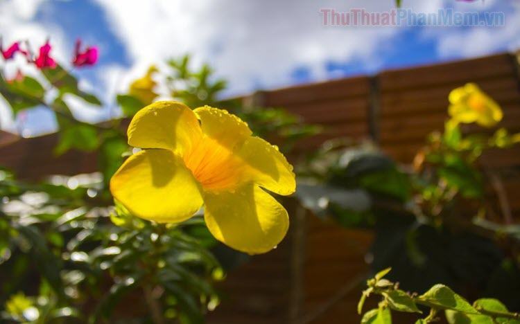 Quỳnh Anh là một loài hoa đẹp nhất trên thế giới và được xem là tượng trưng cho sự tinh tế và thanh lịch. Hình ảnh của hoa Quỳnh Anh đẹp sẽ khiến bạn cảm thấy lạc quan và yêu đời hơn bao giờ hết.