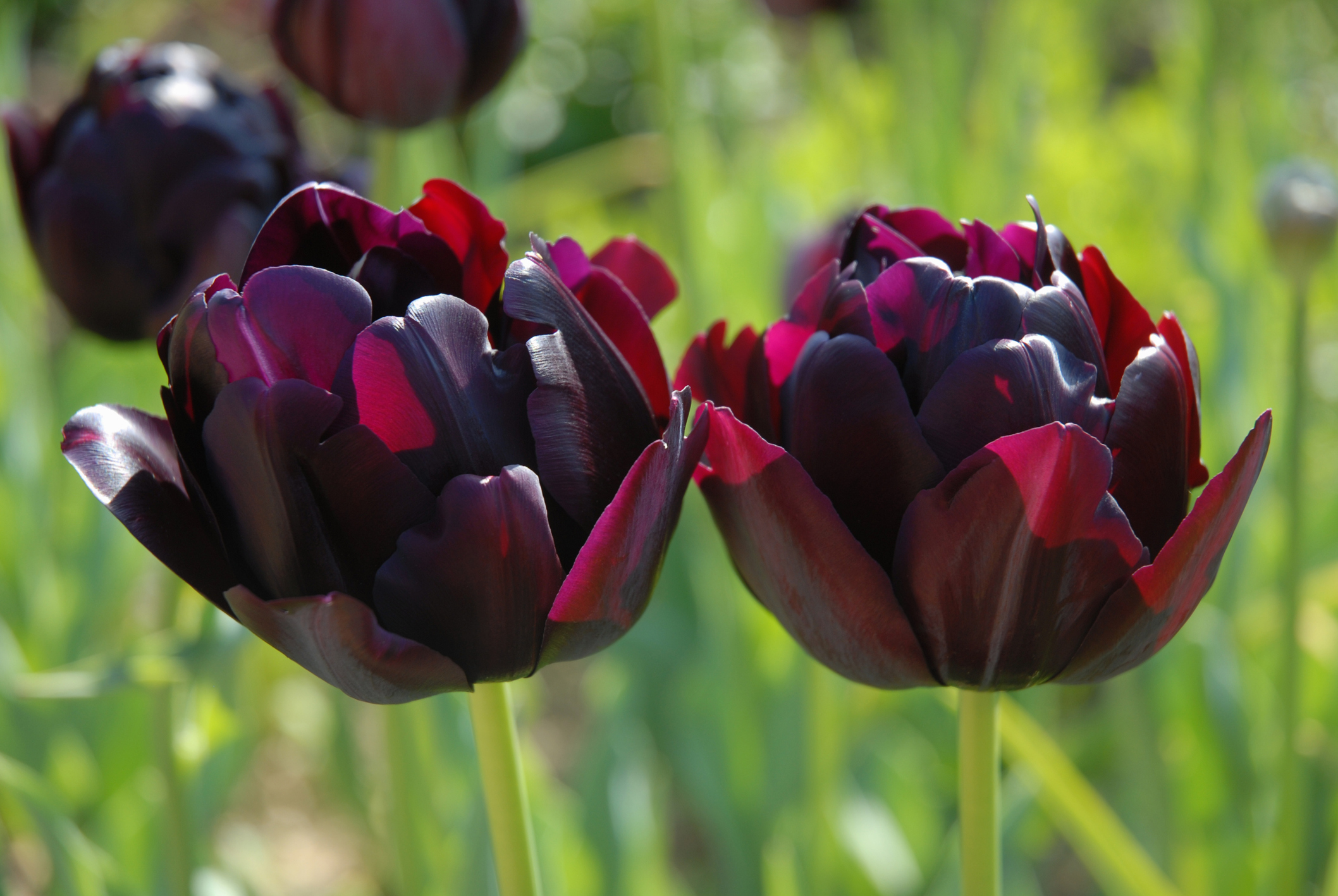 Hoa Tulip đen thật đẹp và rạng rỡ