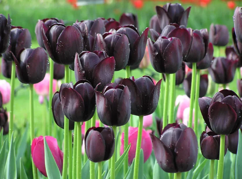 Hình ảnh hoa tulip đen đẹp nhất