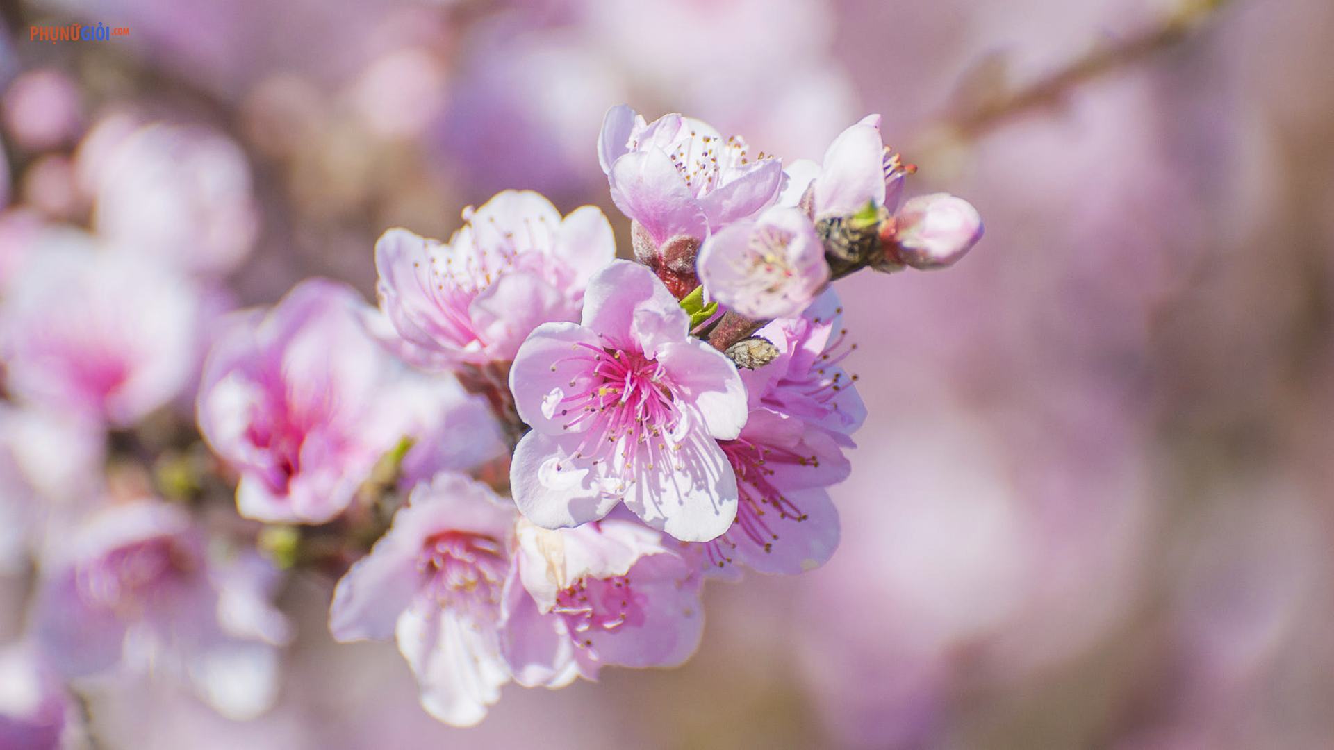 Chi tiết hơn 62 về hình nền hoa đào đẹp mới nhất  Du học Akina