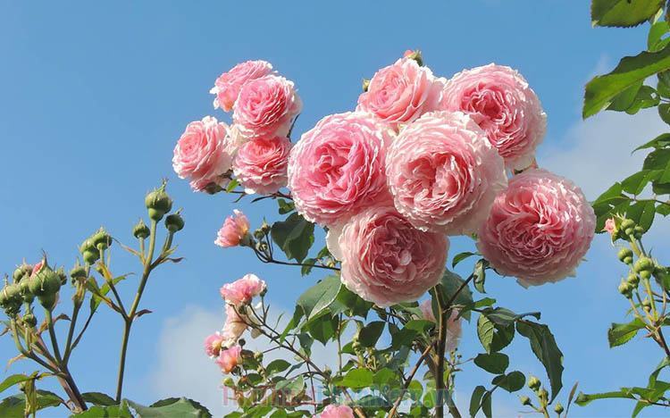 Hình ảnh hoa hồng leo đẹp - Trung Tâm Đào Tạo Việt Á