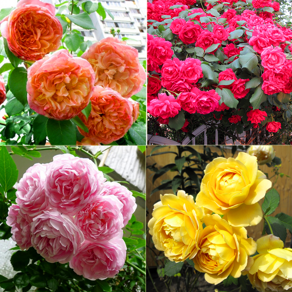Hình ảnh bốn loài hoa đẹp