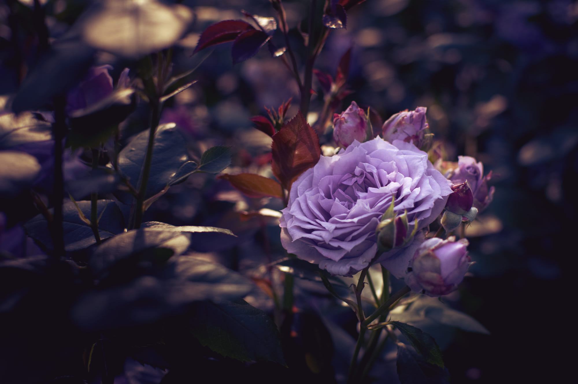 Hình ảnh hoa hồng tím đẹp nhất và ý nghĩa huyền bí của nó - Trung ...