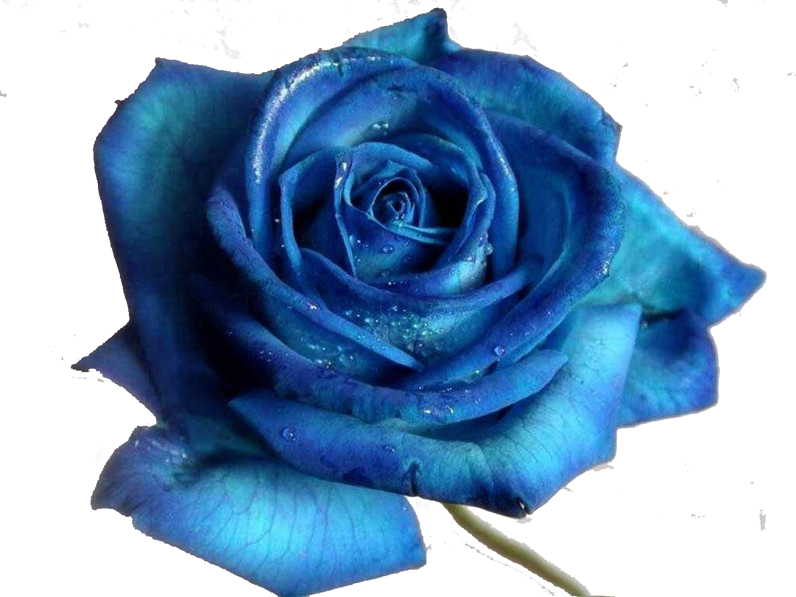 Hoa hồng xanh nước biển
