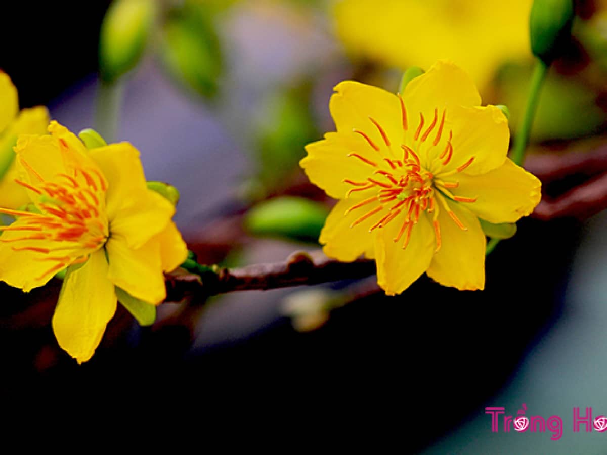 Hình ảnh hoa mai vàng đẹp - Trung Tâm Đào Tạo Việt Á