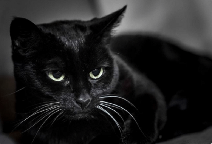 Hình ảnh mèo đen buồn
