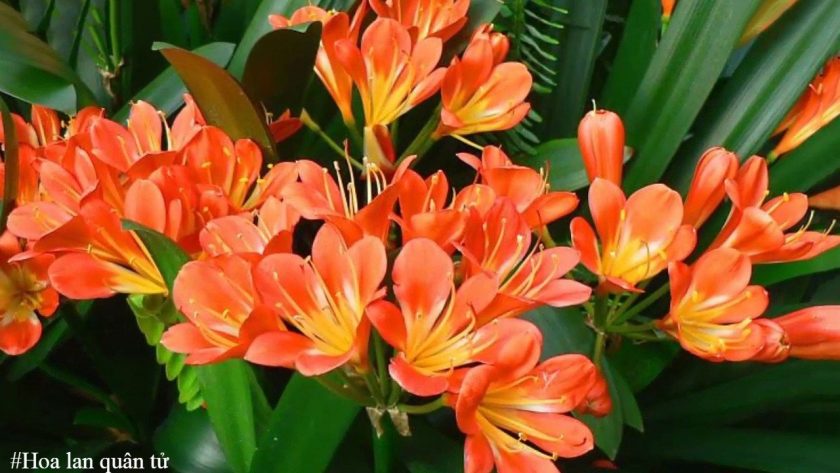 Clivia - loài hoa thu hút tài lộc và sự giàu có