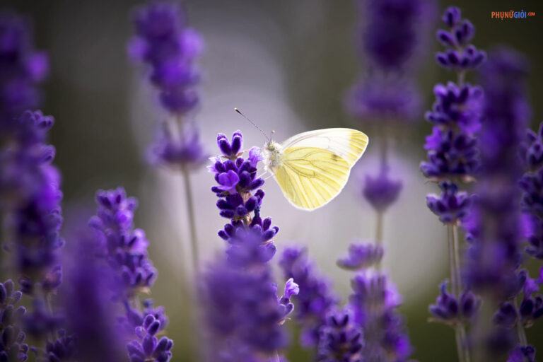 Hình ảnh, ý nghĩa hoa Lavender – Oải Hương tím thủy chung