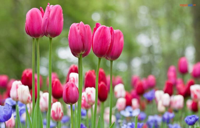 Hình ảnh, ý nghĩa hoa Tulip đẹp tinh tế, bình yên