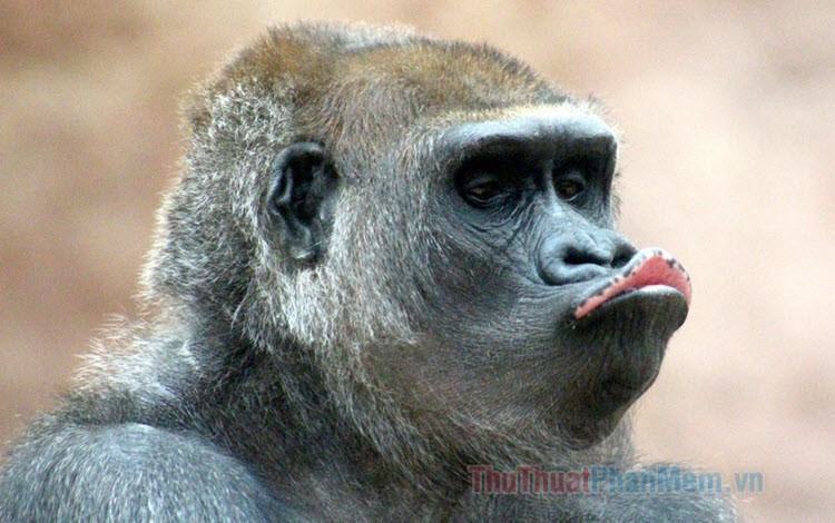 Hình ảnh khỉ chu mỏ hài hước này sẽ mang đến cho bạn những tiếng cười sảng khoái và khiến bạn thấy hạnh phúc. Nhìn các chú khỉ đáng yêu này chu mỏ hài hước, bạn sẽ chắc chắn muốn xem nhiều hơn.