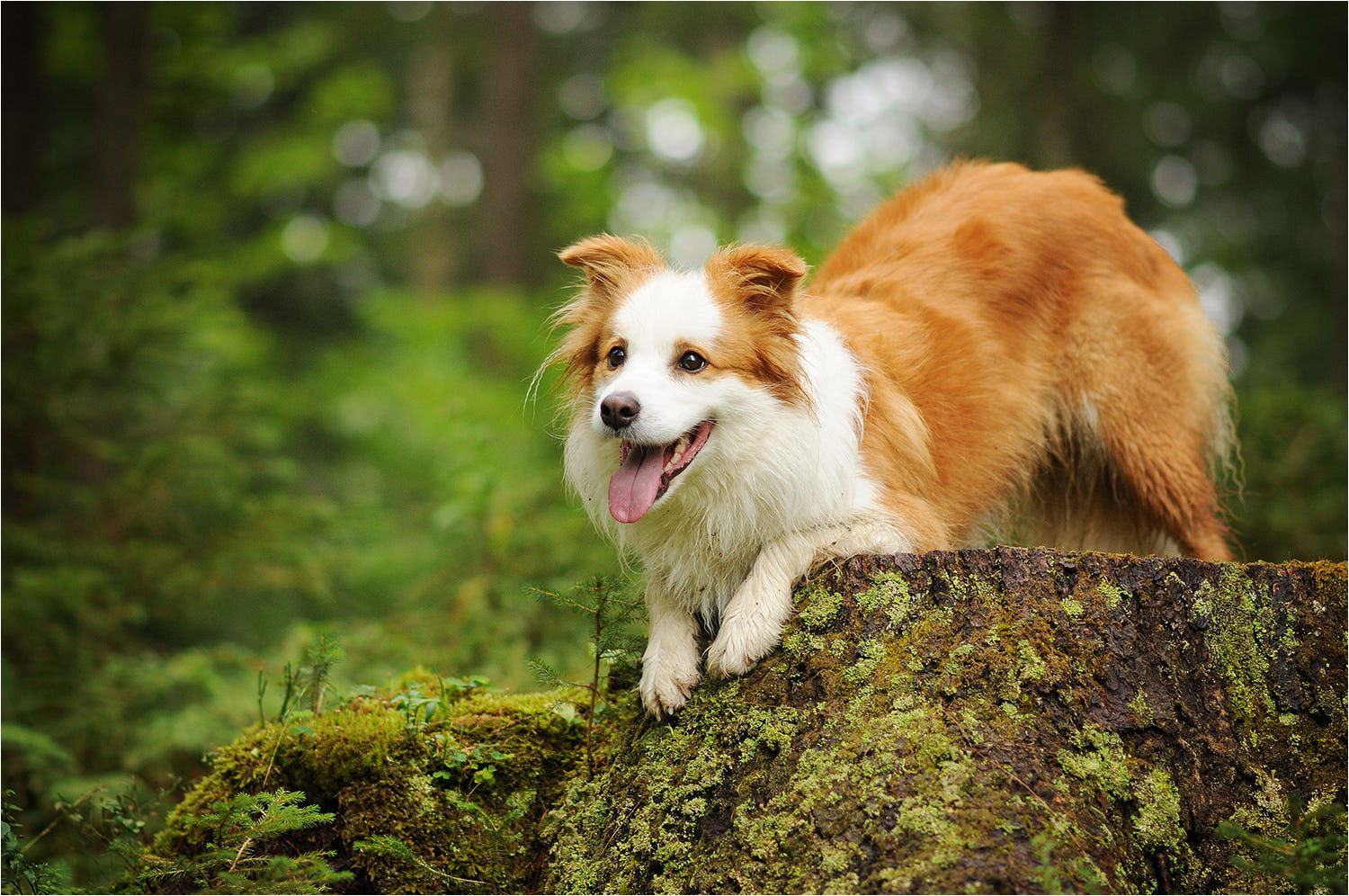 Khám phá 100 hình nền chú chó tuyệt vời nhất  Tin học Đông Hòa