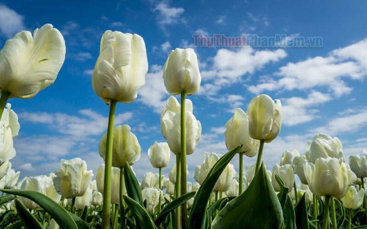 Hình nền hoa tulip đẹp cho điện thoại