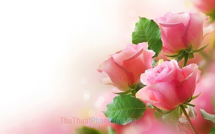 999+ Hình nền hoa đẹp, ấn tượng | tải ảnh hoa hồng đẹp 3d