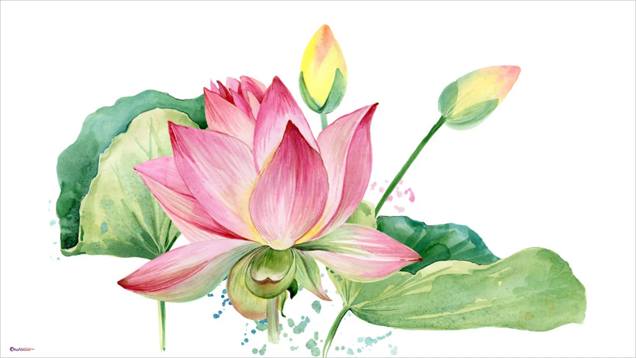 Hình vẽ, cách vẽ hoa Sen đơn giản, đẹp bằng bút chì, màu - Trung ...