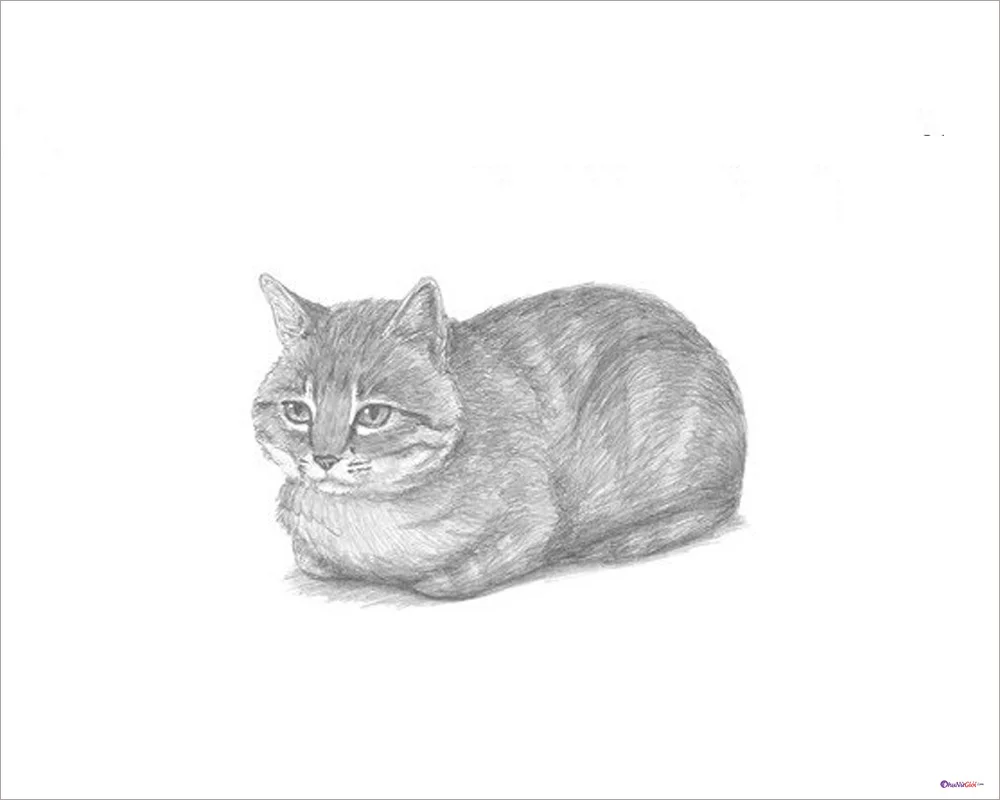 Hình vẽ, cách vẽ mèo đẹp, anime cute, đáng yêu đơn giản - Trung ...